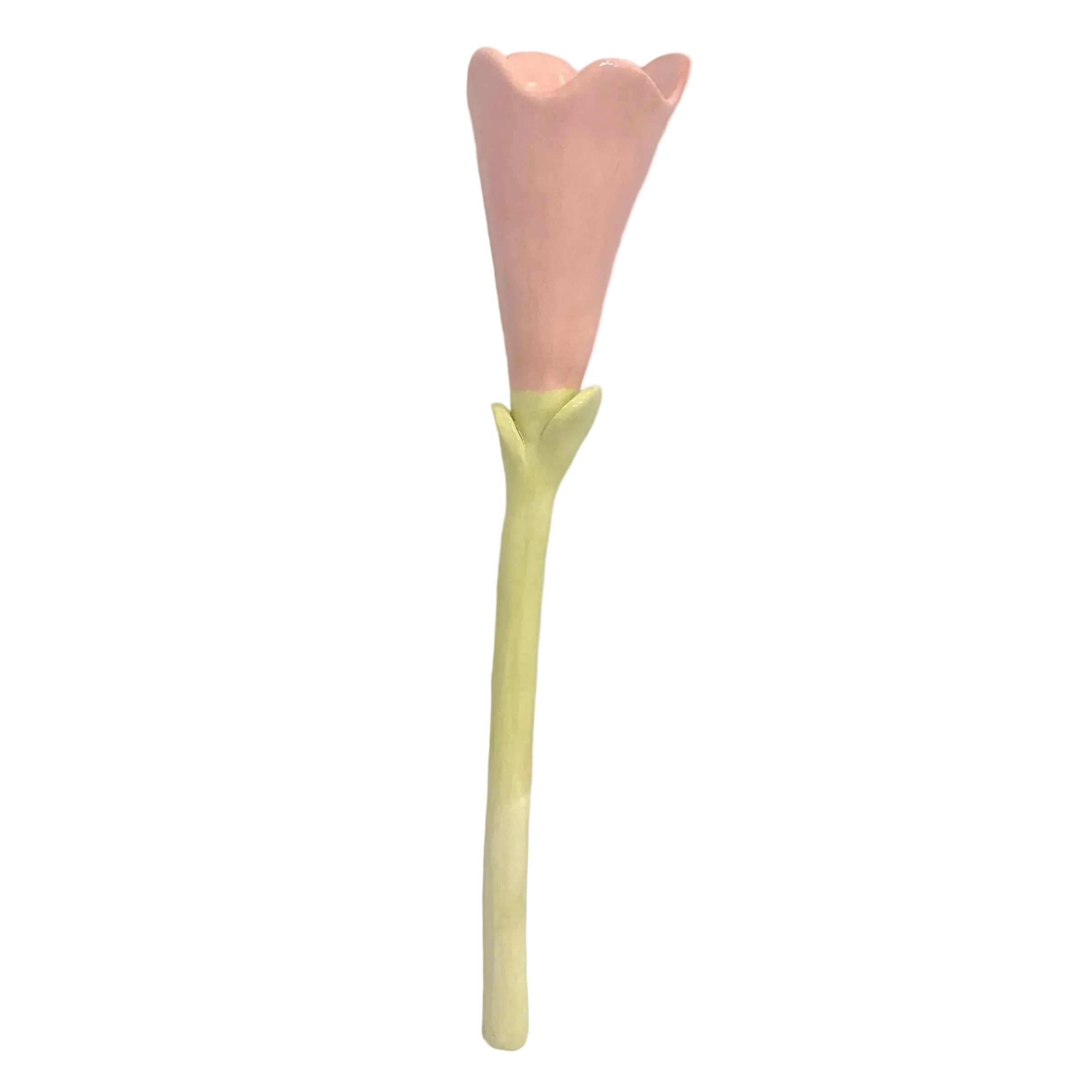 tulipán rosa 