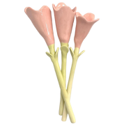 tulipán de color rosa 