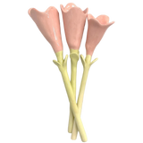 Tulipán Rosa